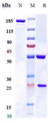 0 - Anti-RSPO1 Reference Antibody (Oncomed patent anti-RSPO1) APR11024
