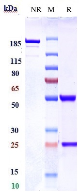 0 - Anti-RTN4 / NOGO Reference Antibody (NG-101) APR11025