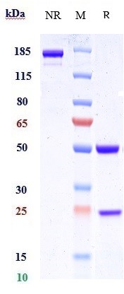 0 - Anti-SCFR / c-Kit / CD117 Reference Antibody (CDX-0158) APR11026