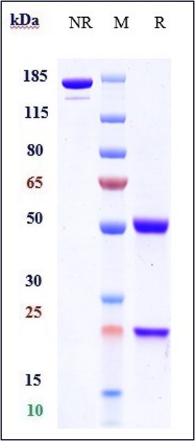 0 - Anti-Shiga toxin (E.coli) Reference Antibody (pritoxaximab) APR11031