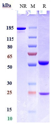 0 - Anti-Siglec-2 / CD22 Reference Antibody (NCI m971) APR11035