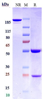 0 - Anti-Siglec-2 / CD22 Reference Antibody (NCI m972) APR11036