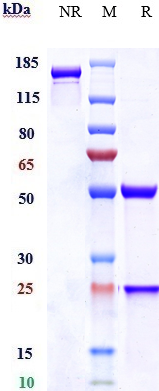 0 - Anti-SLC40A1 Reference Antibody (Amgen patent anti-Ferroportin) APR11037