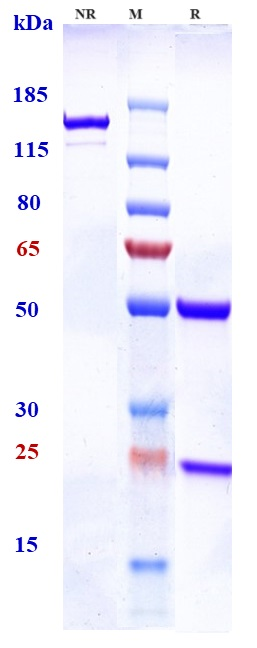 0 - Anti-TCR Reference Antibody (NKTT320) APR11042