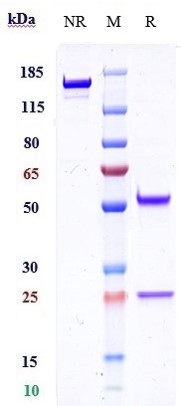 0 - Anti-TMEFF1 / Tomoregulin-1 Reference Antibody (Bluefin patent anti-TMEFF1) APR11049