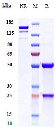 0 - Anti-TMEFF2 Reference Antibody (Janssen patent anti-TMEFF2) APR11050