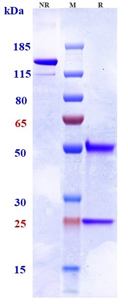 0 - Anti-TNFRSF10B / TRAILR2 / CD262 Reference Antibody (tilogotamab) APR11052