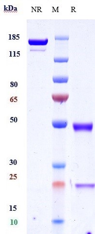 0 - Anti-TNFRSF4 / OX40 / CD134 Reference Antibody (vonlerizumab) APR11055