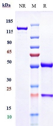 0 - Anti-TNFRSF5 / CD40 Reference Antibody (Emory U. anti-CD40) APR11056
