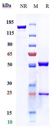0 - Anti-TNFSF2 / TNFa Reference Antibody (CMAB008) APR11058