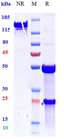 0 - Anti-TNFSF2 / TNFa Reference Antibody (ESBA 105) APR11060