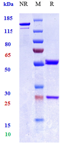 0 - Anti-TNFSF2 / TNFa Reference Antibody (hMAK195) APR11061