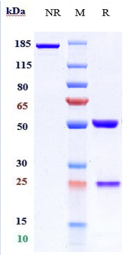 0 - Anti-TNFSF9 / 4-1BBL Reference Antibody (Abbvie patent anti-TNFSF9) APR11062