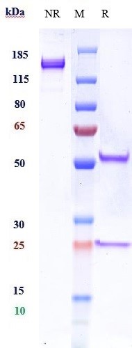 0 - Anti-TrkB / NTRK2 Reference Antibody (Rinat patent anti-TrkB) APR11065