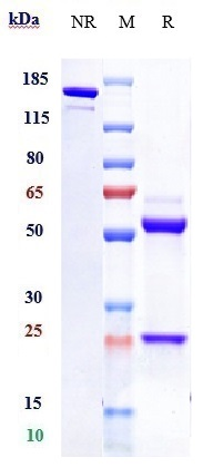 0 - Anti-TROP2 Reference Antibody (Sacituzumab-MMAE) APR11066