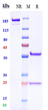 0 - Anti-TSPAN8 Reference Antibody (INSERM patent anti-CO-029) APR11068