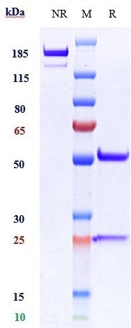 0 - Anti-VCAM1 / CD106 Reference Antibody (Hanwha patent anti-VCAM-1) APR11069