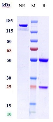 0 - Anti-VEGFR1 / FLT1 Reference Antibody (Abbott patent anti-Flt1) APR11072