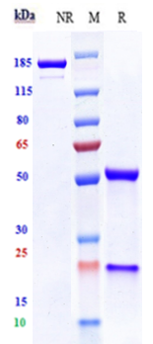 0 - Anti-VEGFR2 / KDR / CD309 Reference Antibody (Imclone 6.64) APR11073
