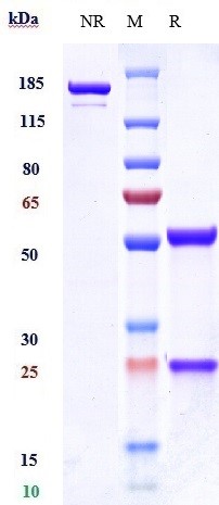 0 - Anti-VEGFR3 / FLT4 Reference Antibody (LY3022856) APR11074