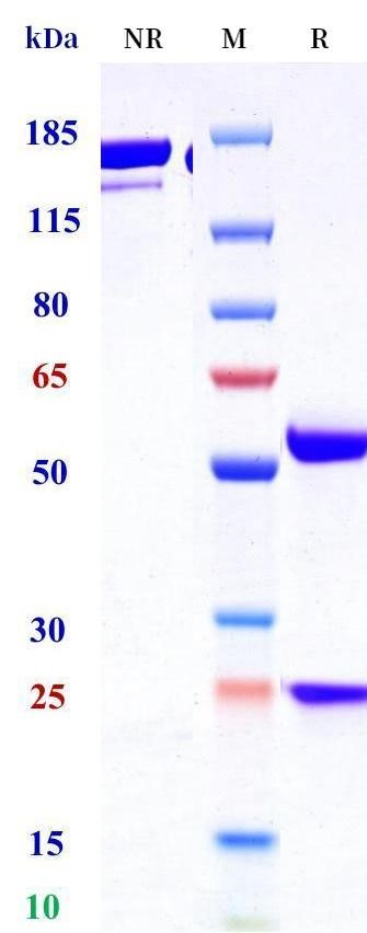 0 - Anti-vWF Reference Antibody (Ajinomoto patent anti-vWF) APR11075