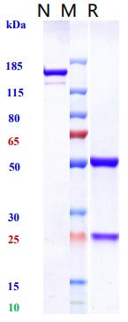 0 - Anti-Zaire Ebola virus Reference Antibody (Cosfroviximab) APR11077