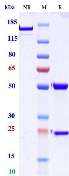 0 - Anti-Monkeypox virus/MPXV M1R Antibody (A98) APR11081