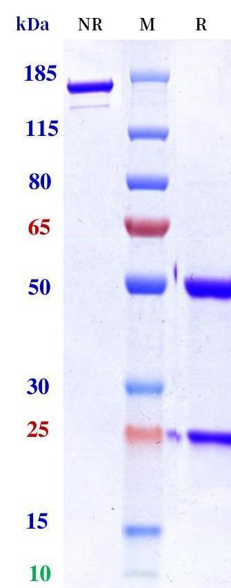 0 - Anti-Monkeypox virus/MPXV M1R Antibody (A139) APR11082
