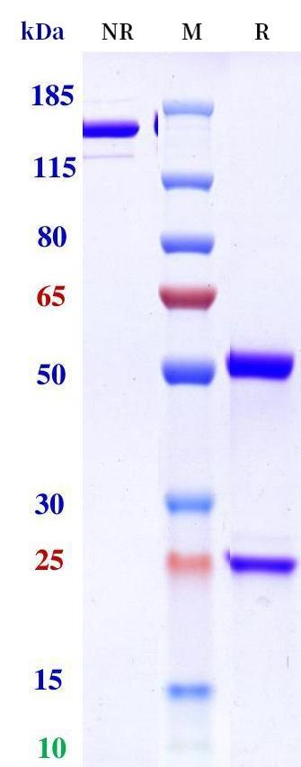 0 - Anti-Monkeypox virus/MPXV M1R Antibody (A185) APR11083