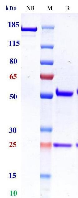 0 - Anti-Monkeypox virus/MPXV A35R Antibody (A253) APR11085