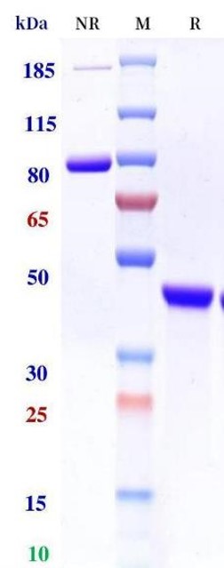 0 - Anti-Monkeypox virus/MPXV A35R nanobody (A145) APR11086