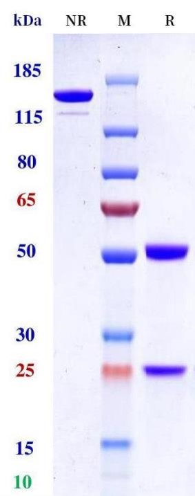 0 - Anti-Monkeypox virus/MPXV B6R Mouse Antibody (A043) APR11088