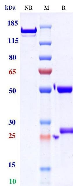 0 - Anti-Monkeypox virus/MPXV B6R Antibody (A3) APR11089