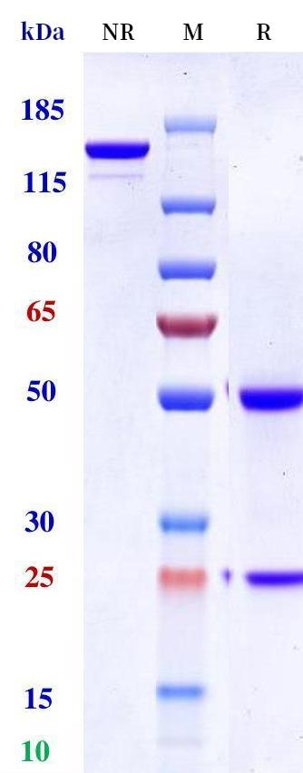 0 - Anti-Monkeypox virus/MPXV B6R Mouse Antibody (A094) APR11090