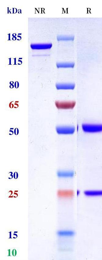 0 - Anti-Monkeypox virus/MPXV B6R Mouse Antibody (A122) APR11091