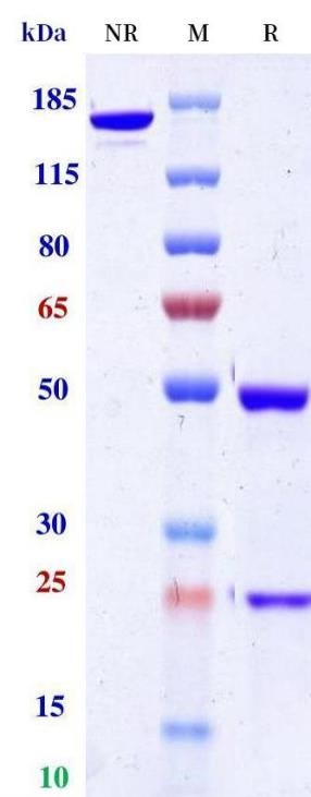 0 - Anti-Monkeypox virus/MPXV A30L Antibody (A27) APR11093