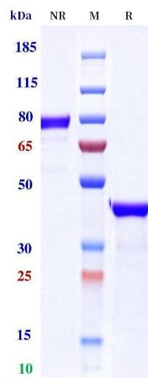 0 - Anti-Monkeypox virus/MPXV A30L nanobody (A130) APR11094