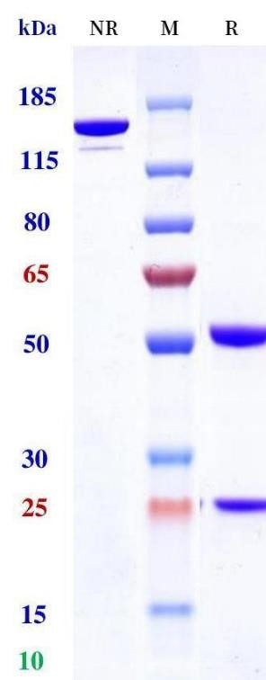 0 - Anti-Monkeypox virus/MPXV A30L Mouse Antibody (A015) APR11095