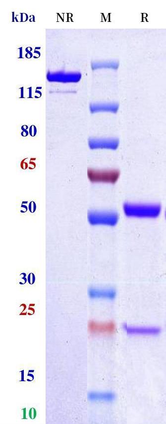 0 - Anti-Monkeypox virus/MPXV A30L Antibody (A80) APR11096