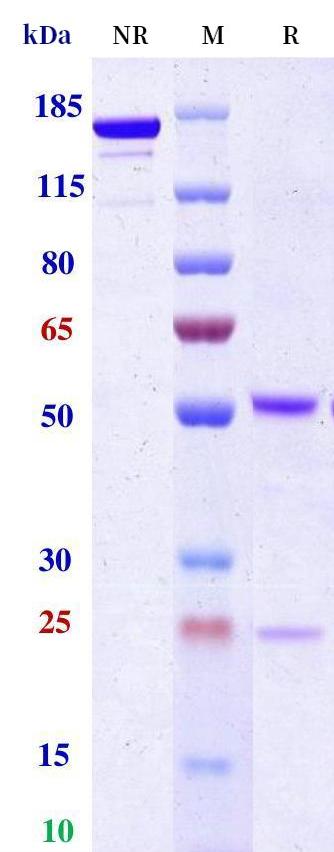 0 - Anti-Monkeypox virus/MPXV A30L Antibody (A144) APR11097