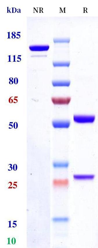 0 - Anti-Monkeypox virus/MPXV A30L Mouse Antibody (A145) APR11098