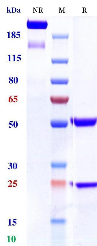 0 - Anti-Monkeypox virus/MPXV A30L Mouse Antibody (A157) APR11099
