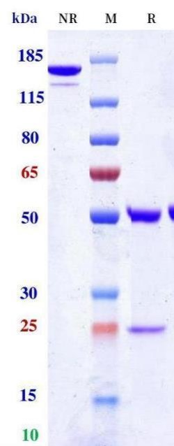 0 - Anti-Monkeypox virus/MPXV A29L Antibody (A96) APR11100