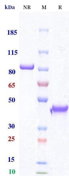 0 - Anti-Monkeypox virus/MPXV A29L nanobody (A239) APR11101