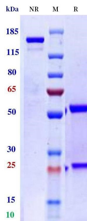 0 - Anti-Monkeypox virus/MPXV A29L Mouse Antibody (B057) APR11102