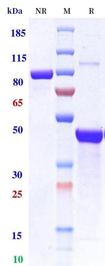 0 - Anti-Monkeypox virus/MPXV A29L nanobody (A062) APR11104