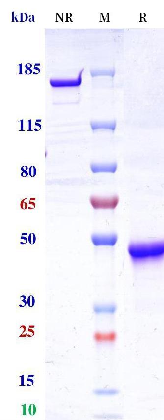 0 - Anti-Monkeypox virus/MPXV A29L nanobody (A229) APR11105