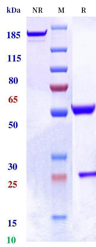 0 - Anti-Monkeypox virus/MPXV A35R Mouse Capture antibody_1 (A001) APR11107