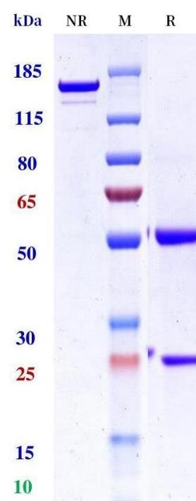 0 - Anti-Monkeypox virus/MPXV A35R Mouse Capture antibody（A002） APR11111