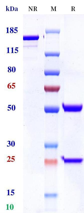 0 - Anti-Monkeypox virus/MPXV A35R Mouse Detect antibody_3（A003） APR11112